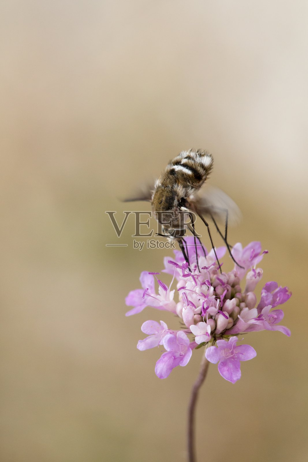 蜜蜂苍蝇正在吃一朵紫色的疥螨科的花照片摄影图片