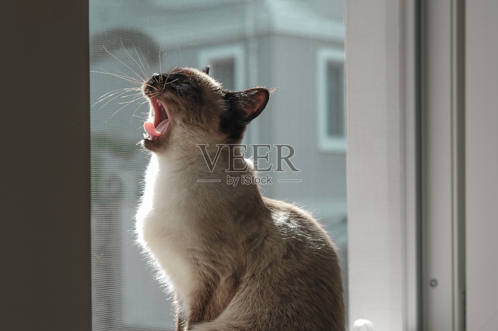 美丽的年轻暹罗打哈欠坐在敞开的窗户与宠物友好的防猫蚊帐防刮擦照片摄影图片