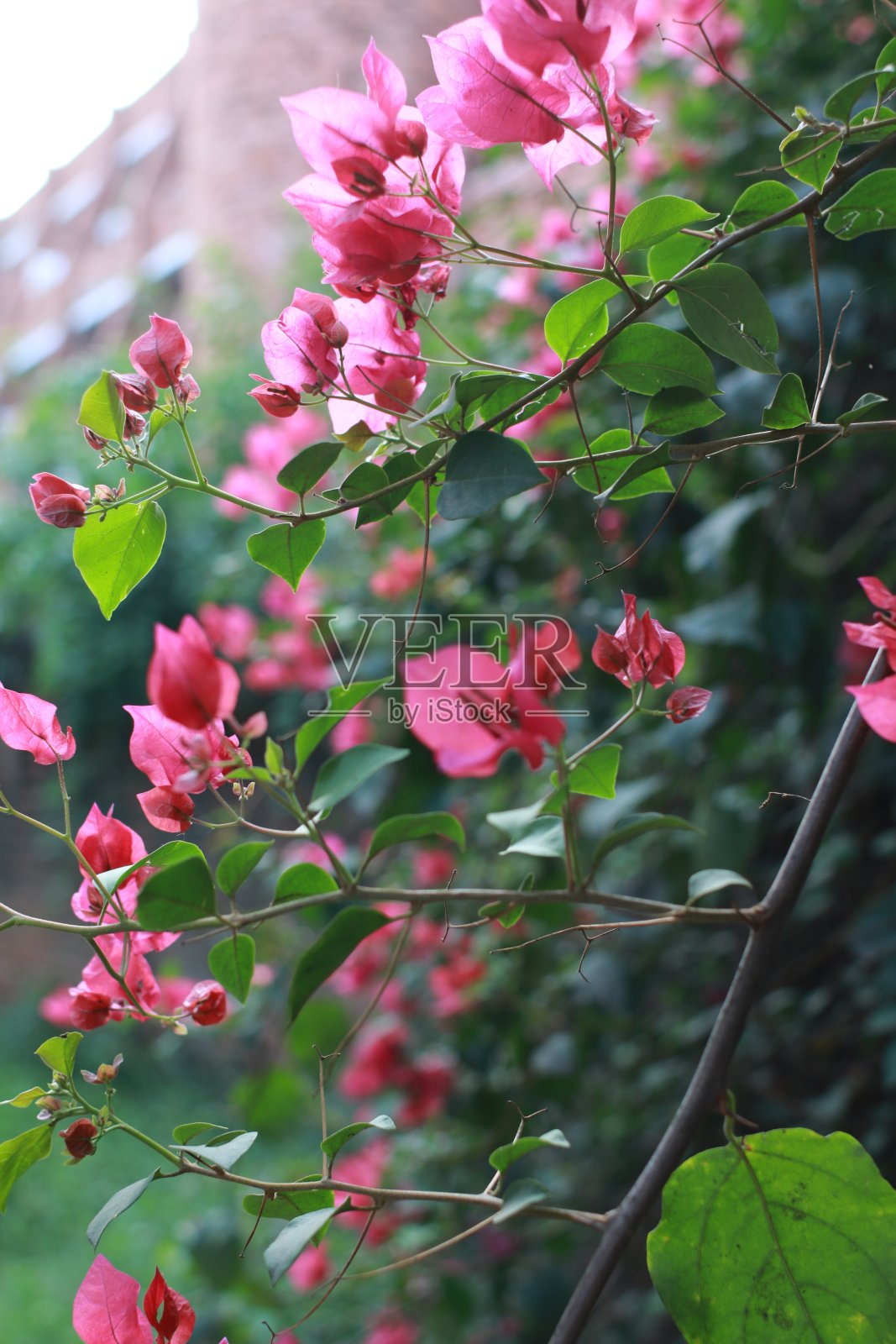 花照片摄影图片