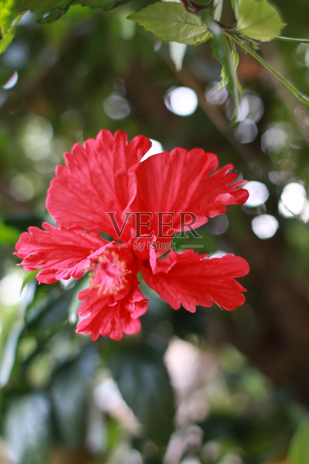 花照片摄影图片