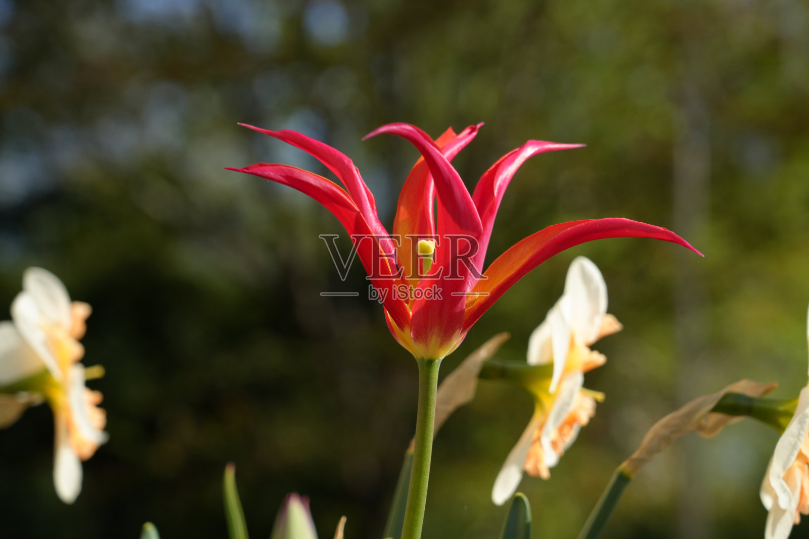 红色郁金香照片摄影图片