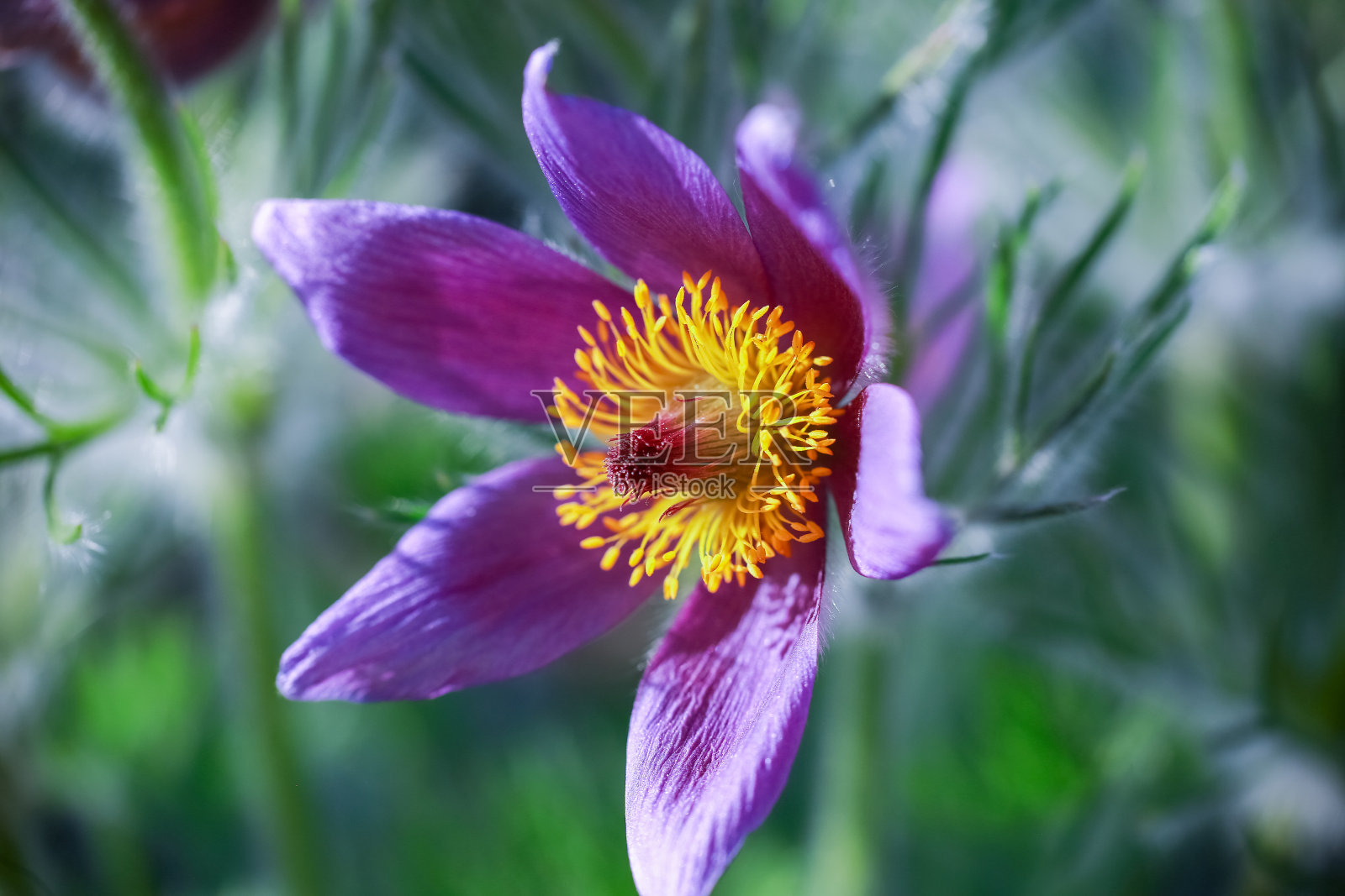 植物白头翁照片摄影图片