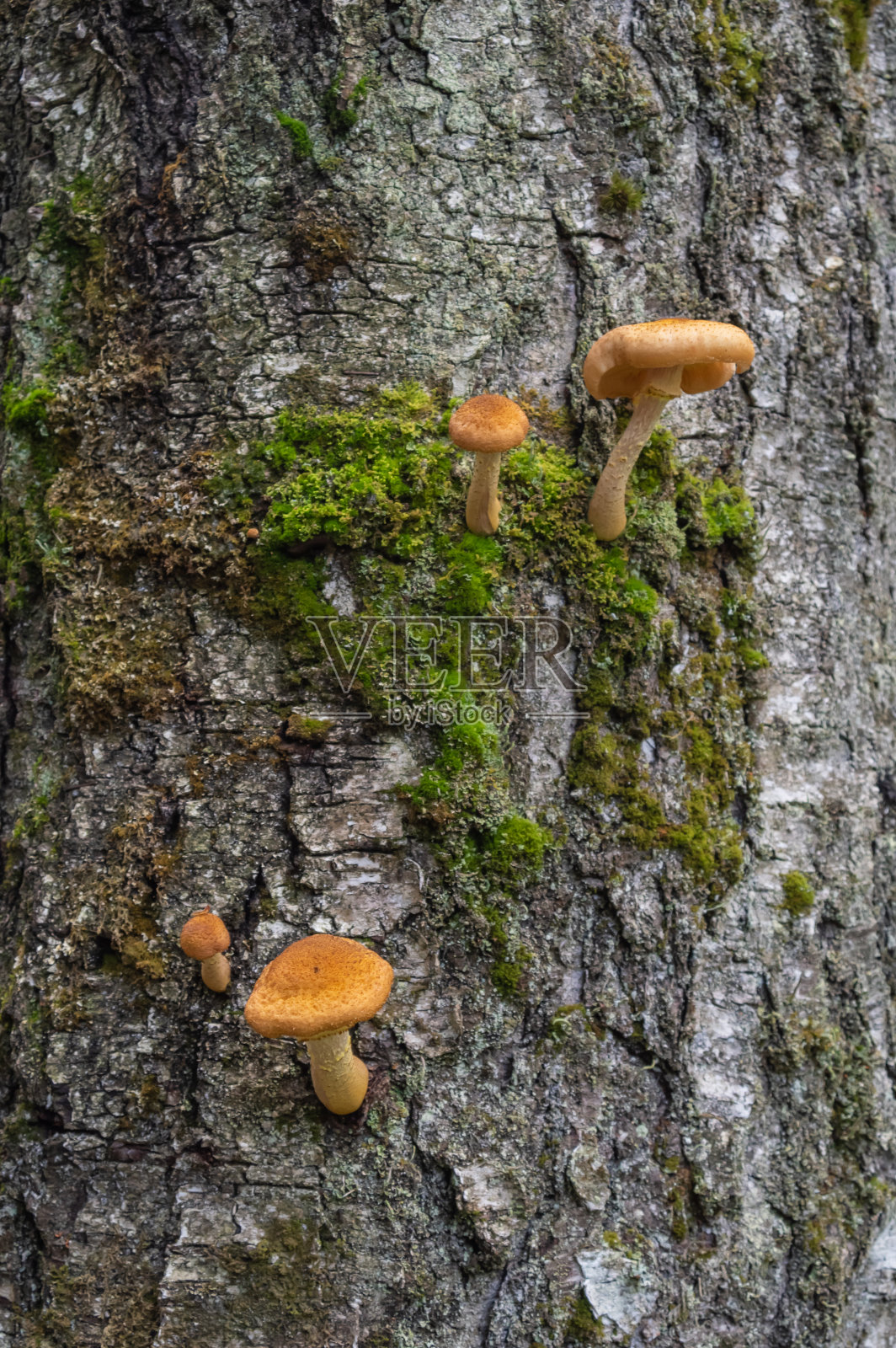 生长在灰色树干上的蜂蜜蘑菇照片摄影图片