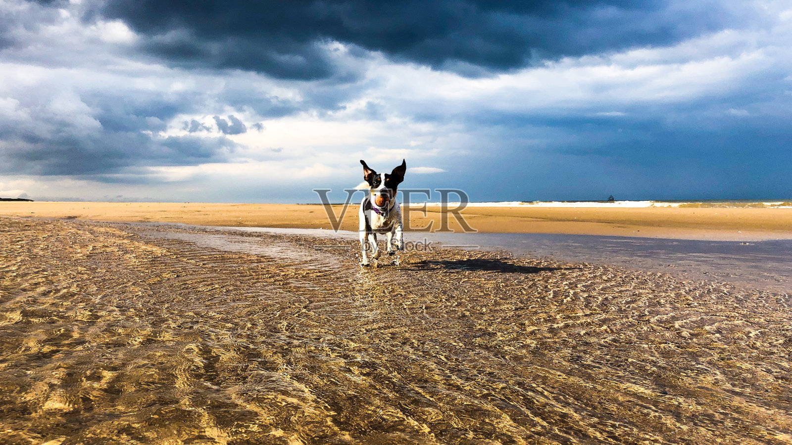 杰克·拉塞尔在天空阴沉的海滩上跑到镜头前照片摄影图片