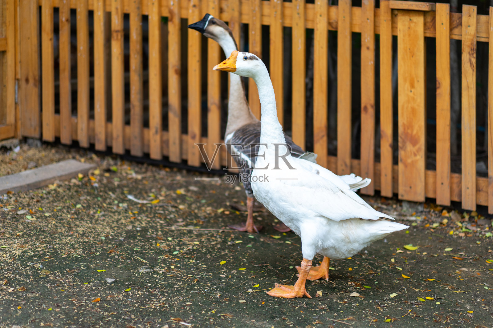 白鹅和褐鹅生活在农场花园的地上照片摄影图片