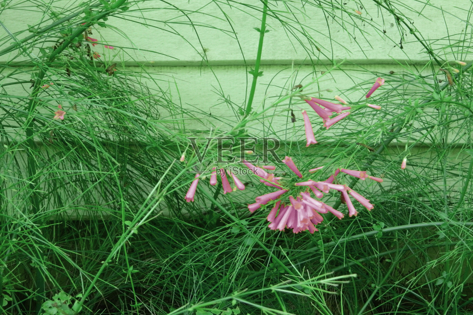 粉红色的花旁边的房子库存照片照片摄影图片