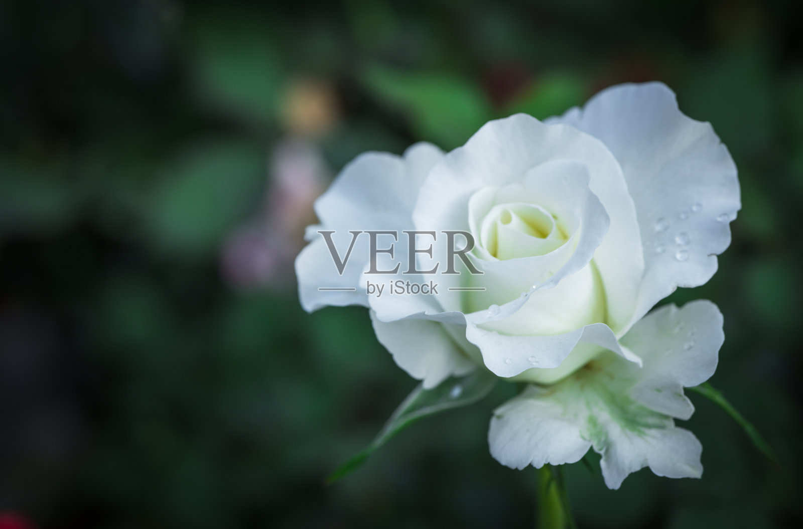 美丽的白玫瑰与水滴花瓣在花园，花和情人节照片摄影图片