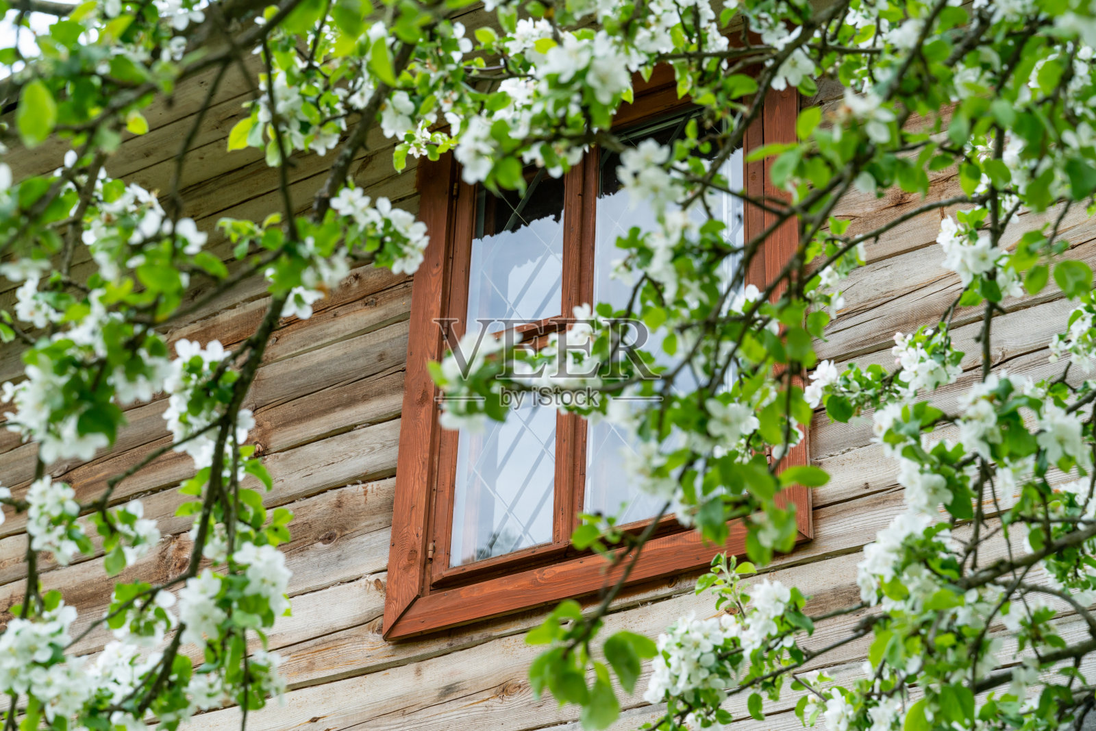 由一棵开花的苹果树的树枝构成的村舍的窗户照片摄影图片