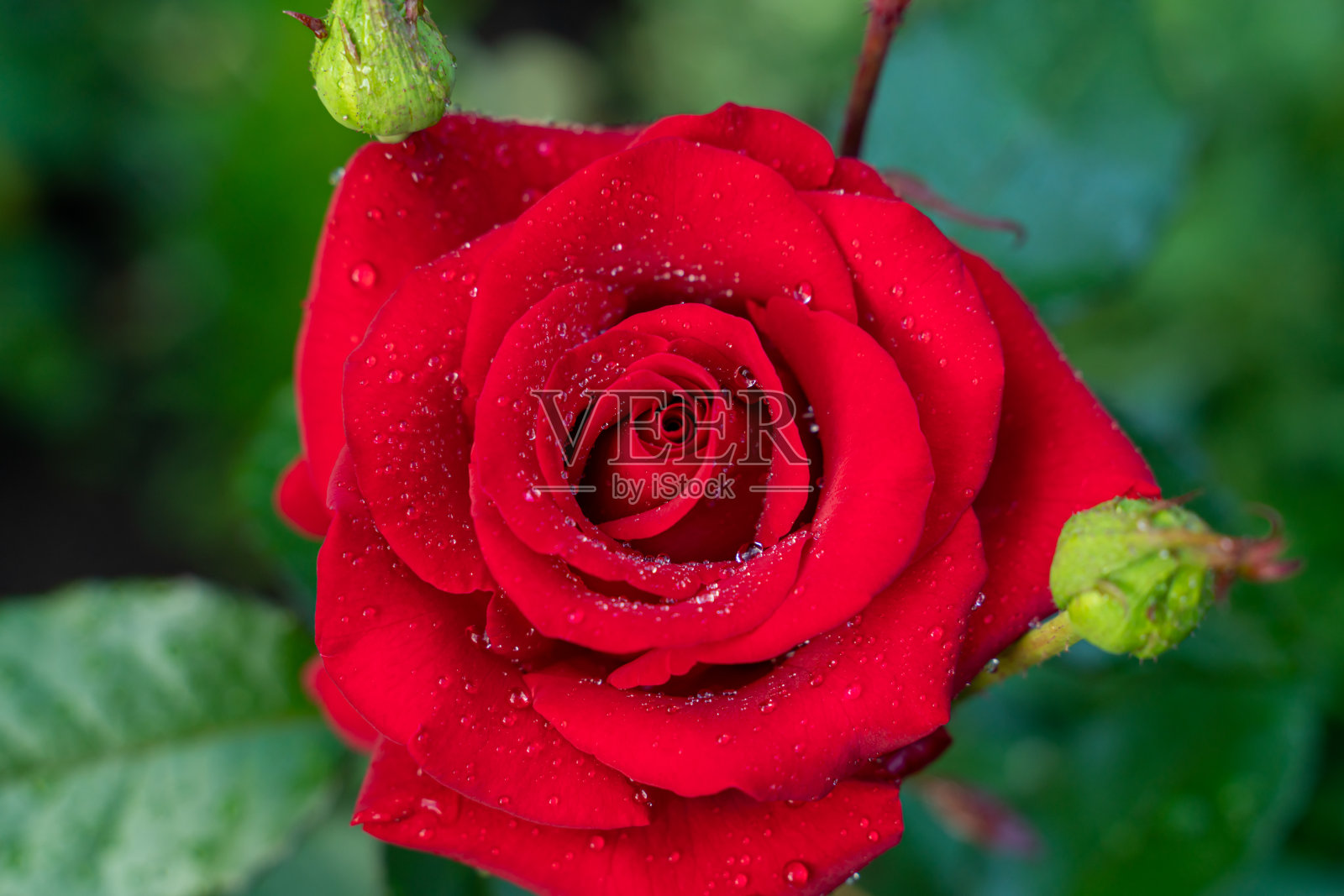 盛开的红玫瑰花朵俯视图照片摄影图片