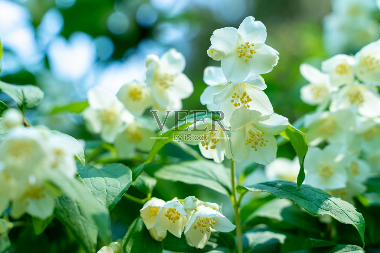 茉莉花枝照片摄影图片