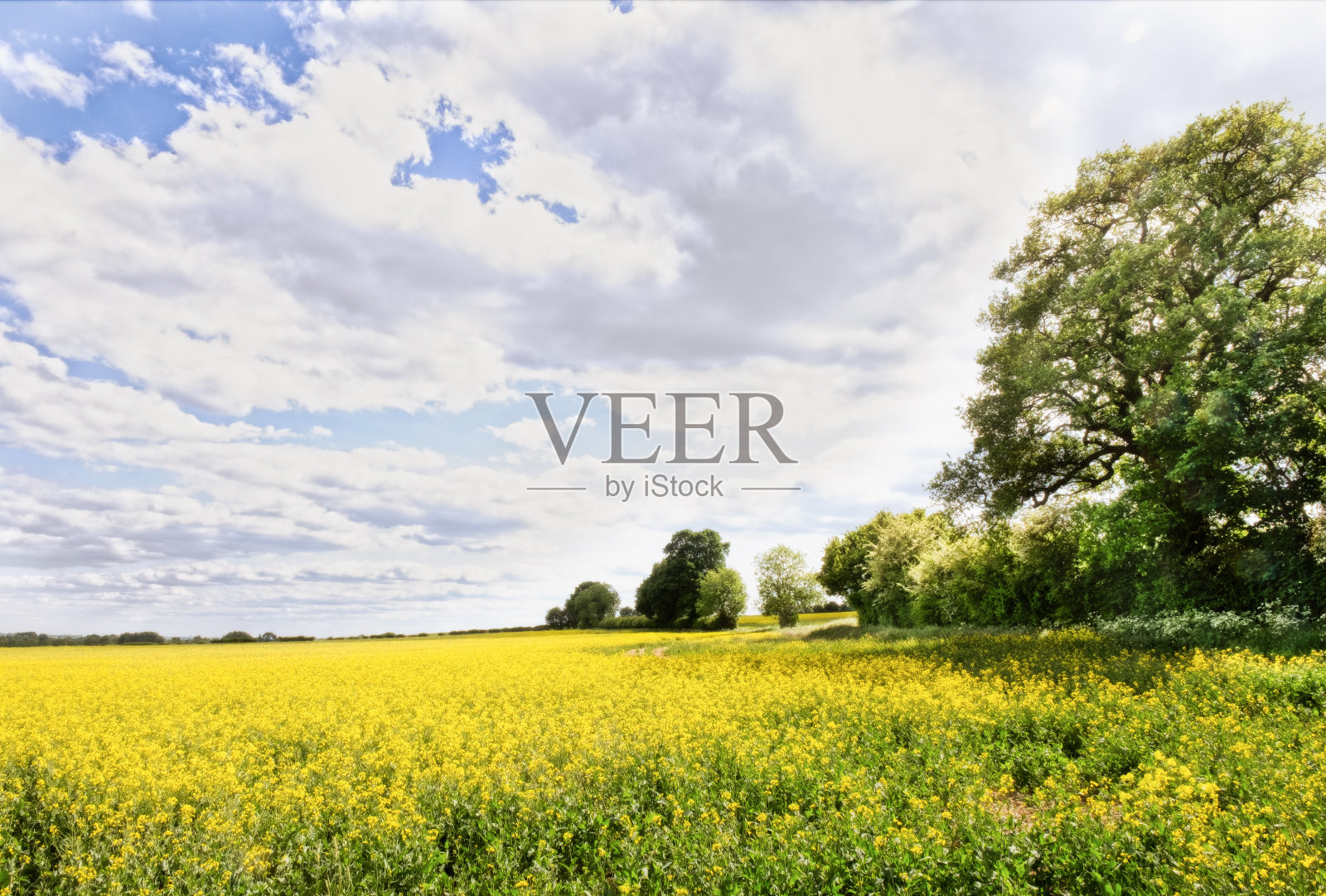 牛津郡农村的油菜田照片摄影图片