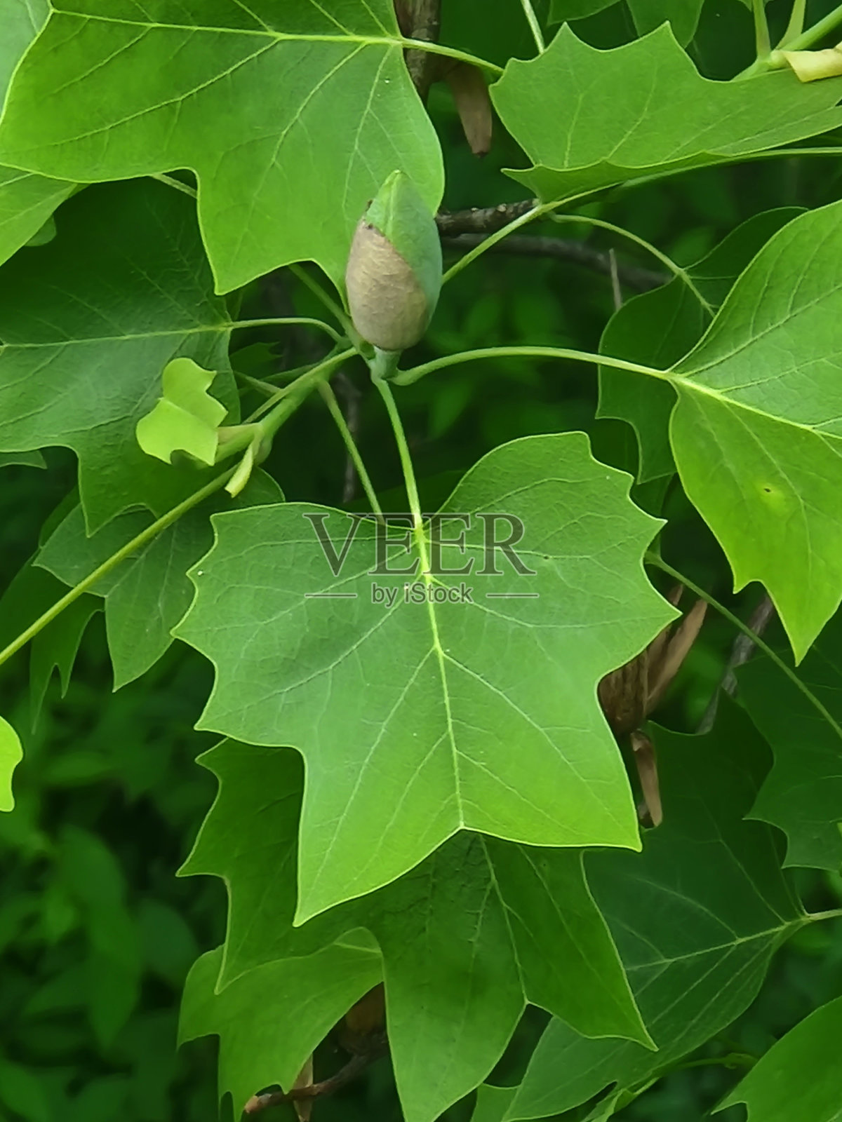 产于韩国的鹅掌楸照片摄影图片