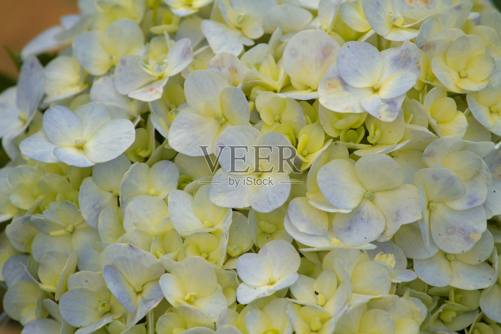 花的特写照片摄影图片