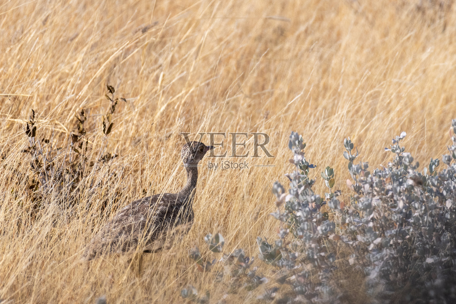 埃托沙红冠鸨照片摄影图片