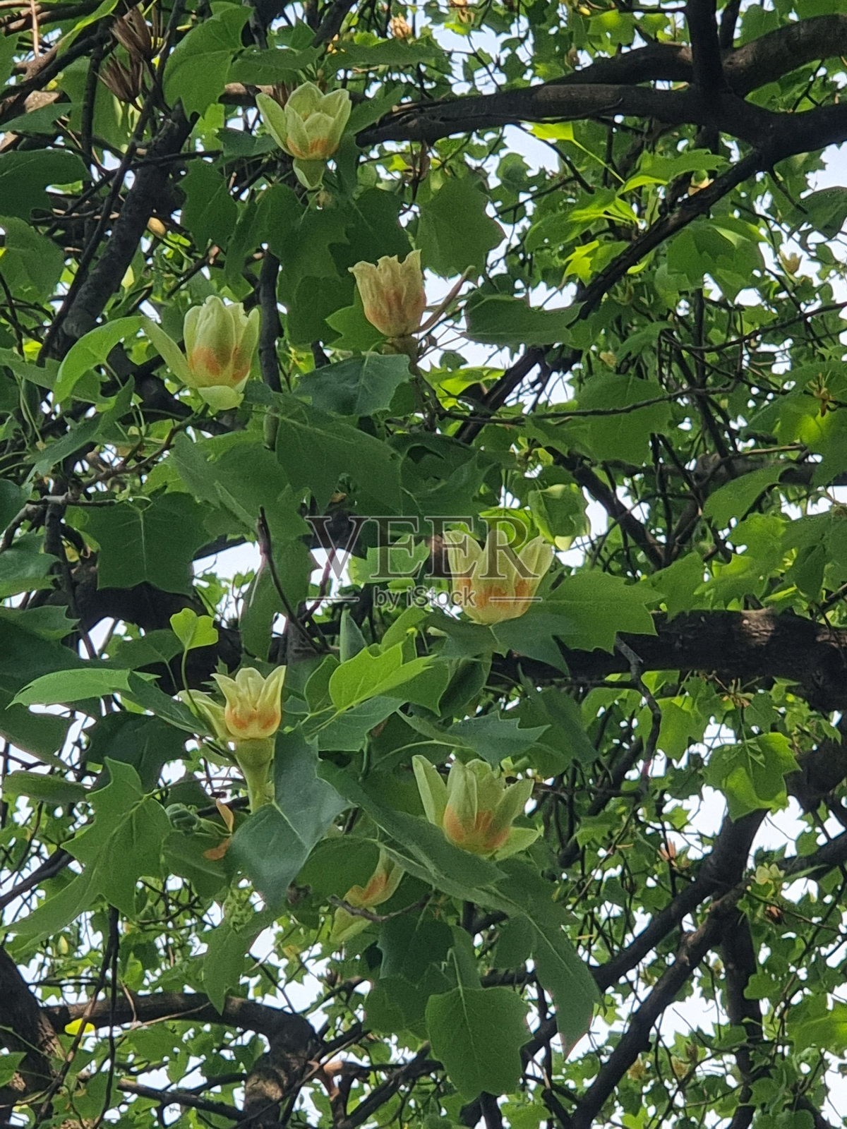 产于韩国的鹅掌楸照片摄影图片