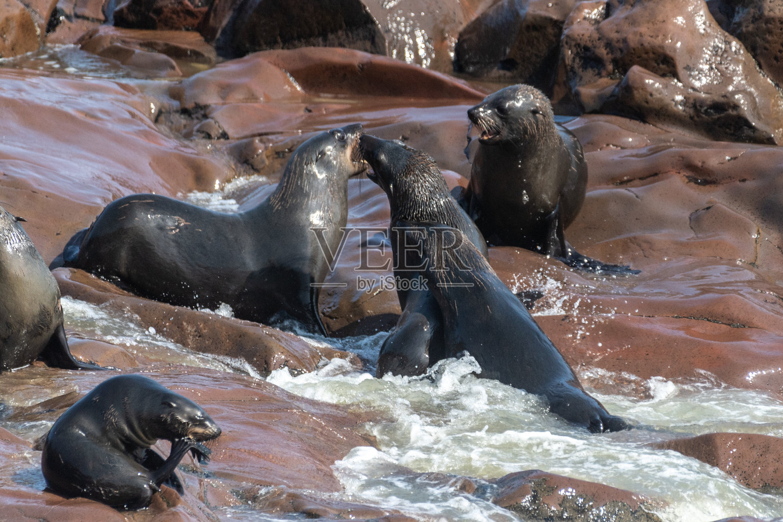 十字角的海豹照片摄影图片
