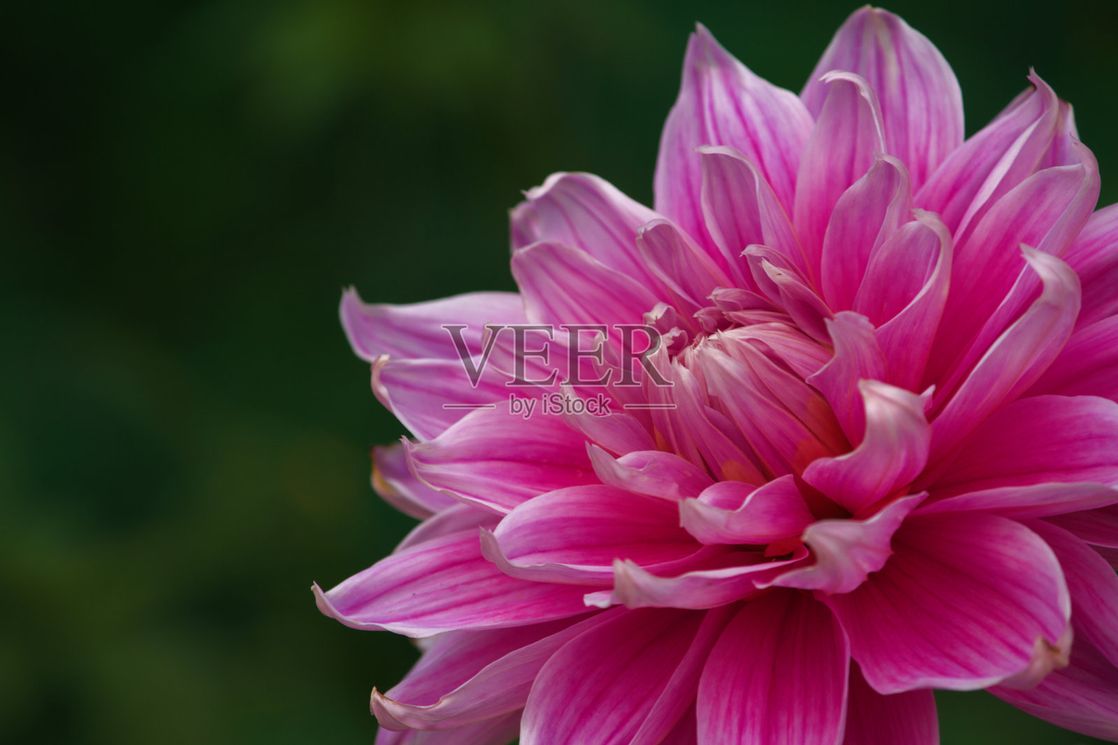 花的特写照片摄影图片