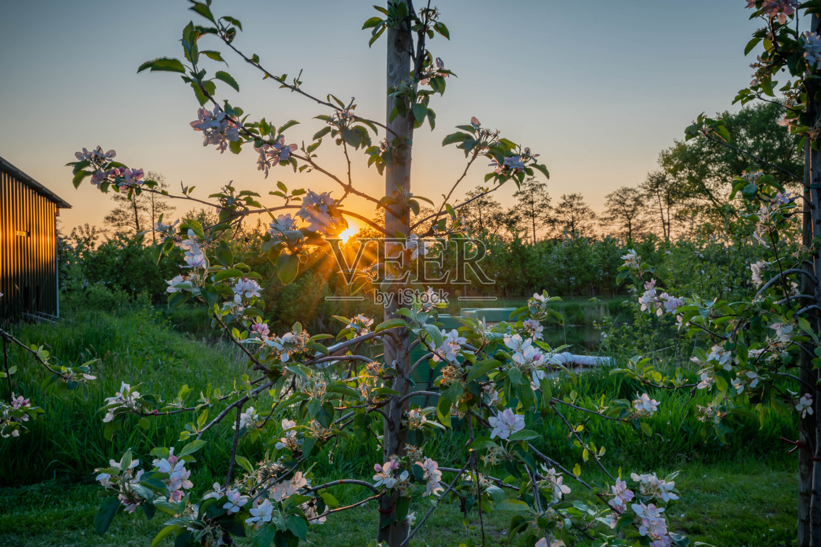 在背光下，种植有机水果和有机食品的苹果园里的白色花朵展示了自然之美和当地农田的可持续水果生产。照片摄影图片