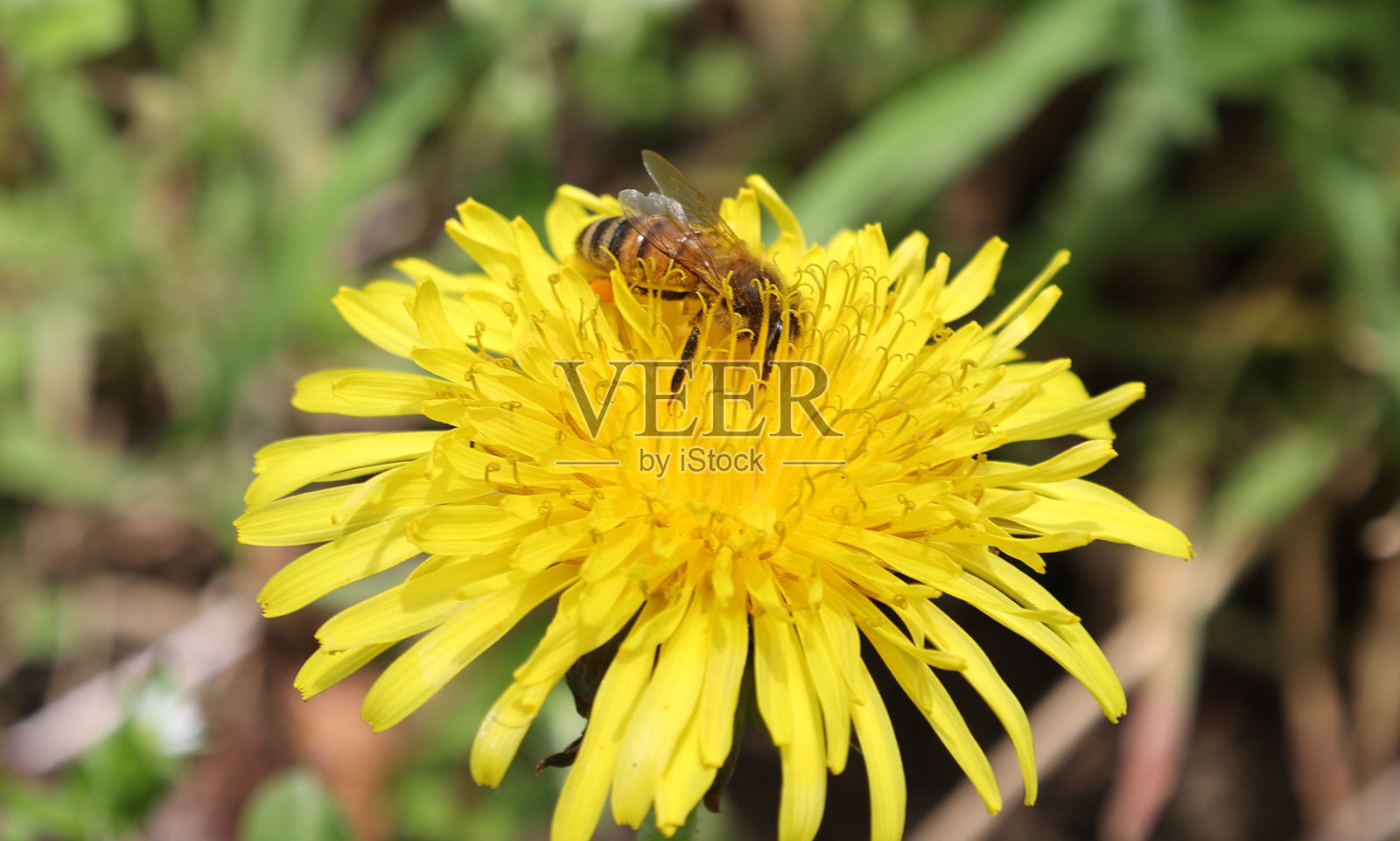 明亮的黄色烛台花朵上的蜜蜂与黄色花粉的特写照片摄影图片