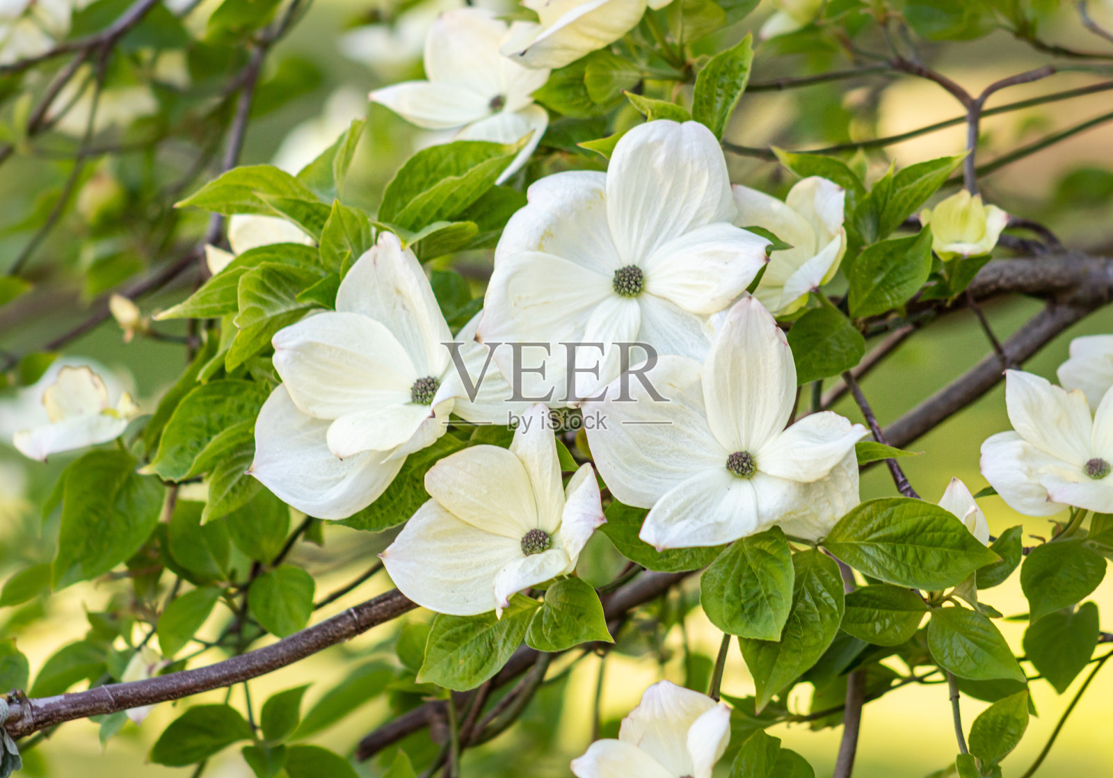 佛罗里达山茱萸，开花的山茱萸照片摄影图片