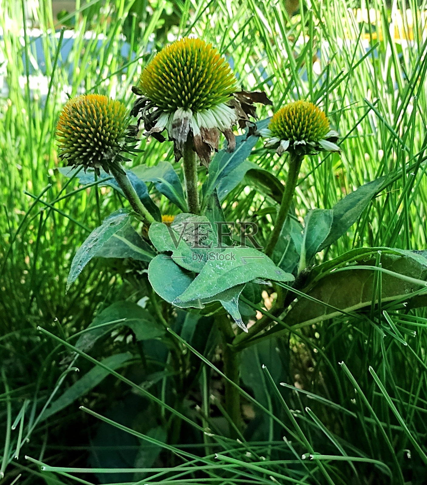 紫锥菊照片摄影图片