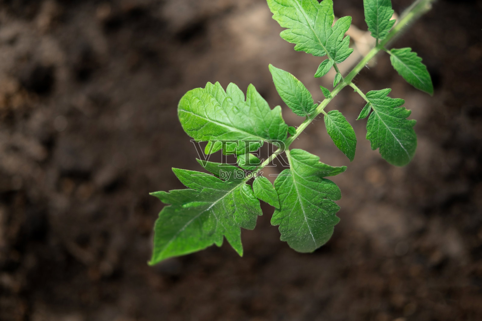 生长在黑色肥沃土壤中的绿色番茄幼苗。俯视图，头顶。蔬菜苗长在肥沃的泥土里。园艺模型。农场模型与文本的自由空间。种植地面。照片摄影图片