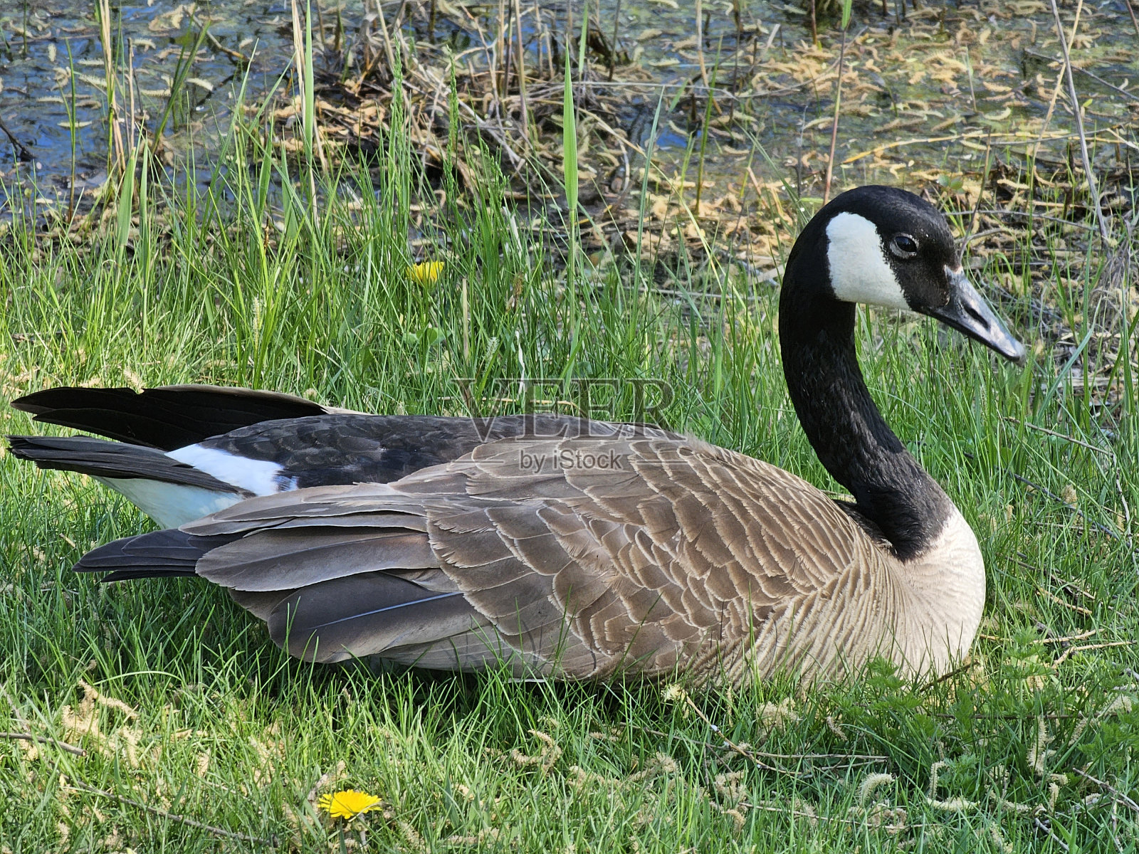 美丽的加拿大鹅肖像照片摄影图片