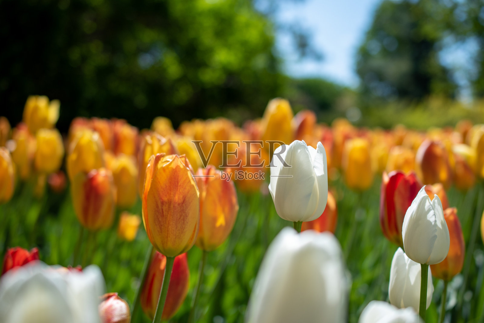 渥太华郁金香节照片摄影图片