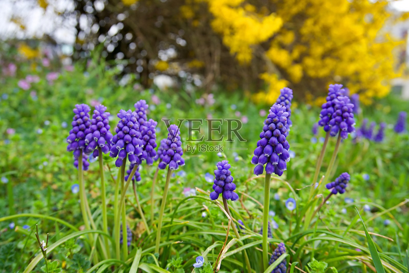 绿草地上的葡萄风信子照片摄影图片
