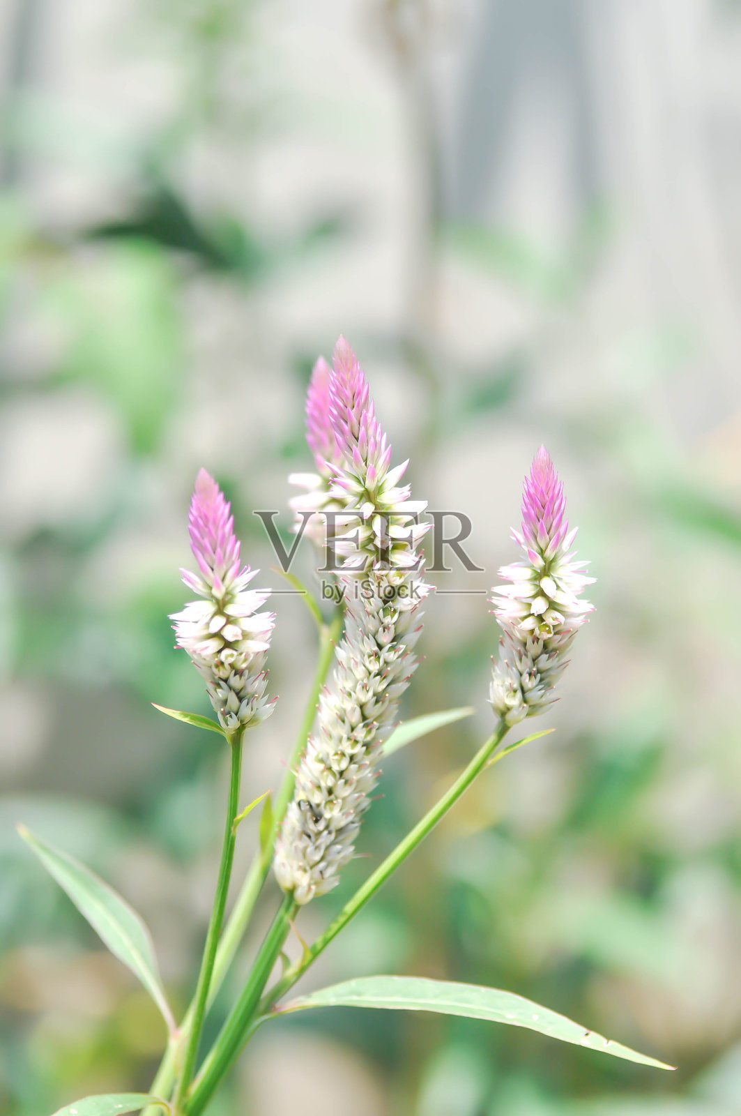 青葙照片摄影图片