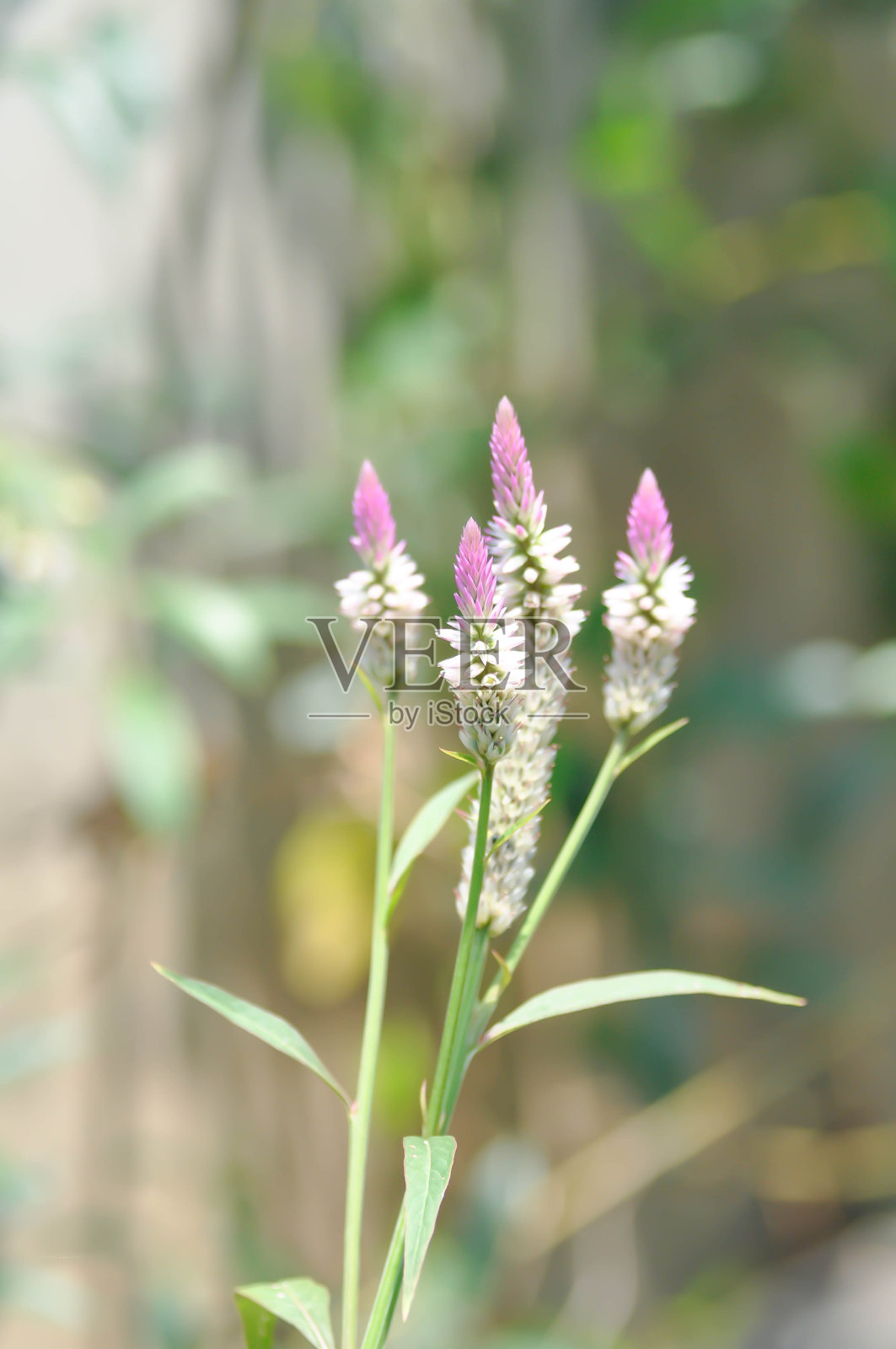 青葙照片摄影图片