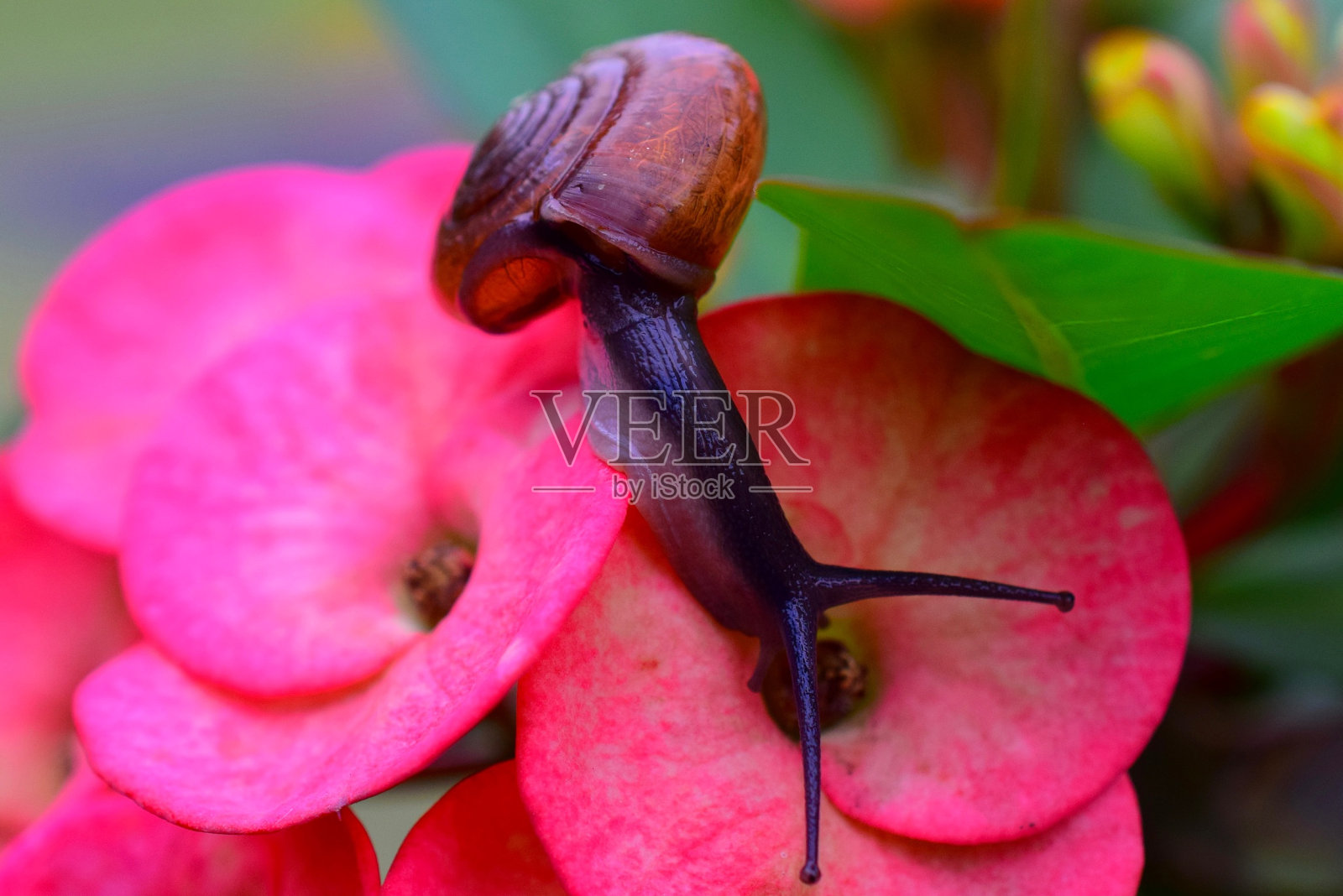 蜗牛照片摄影图片