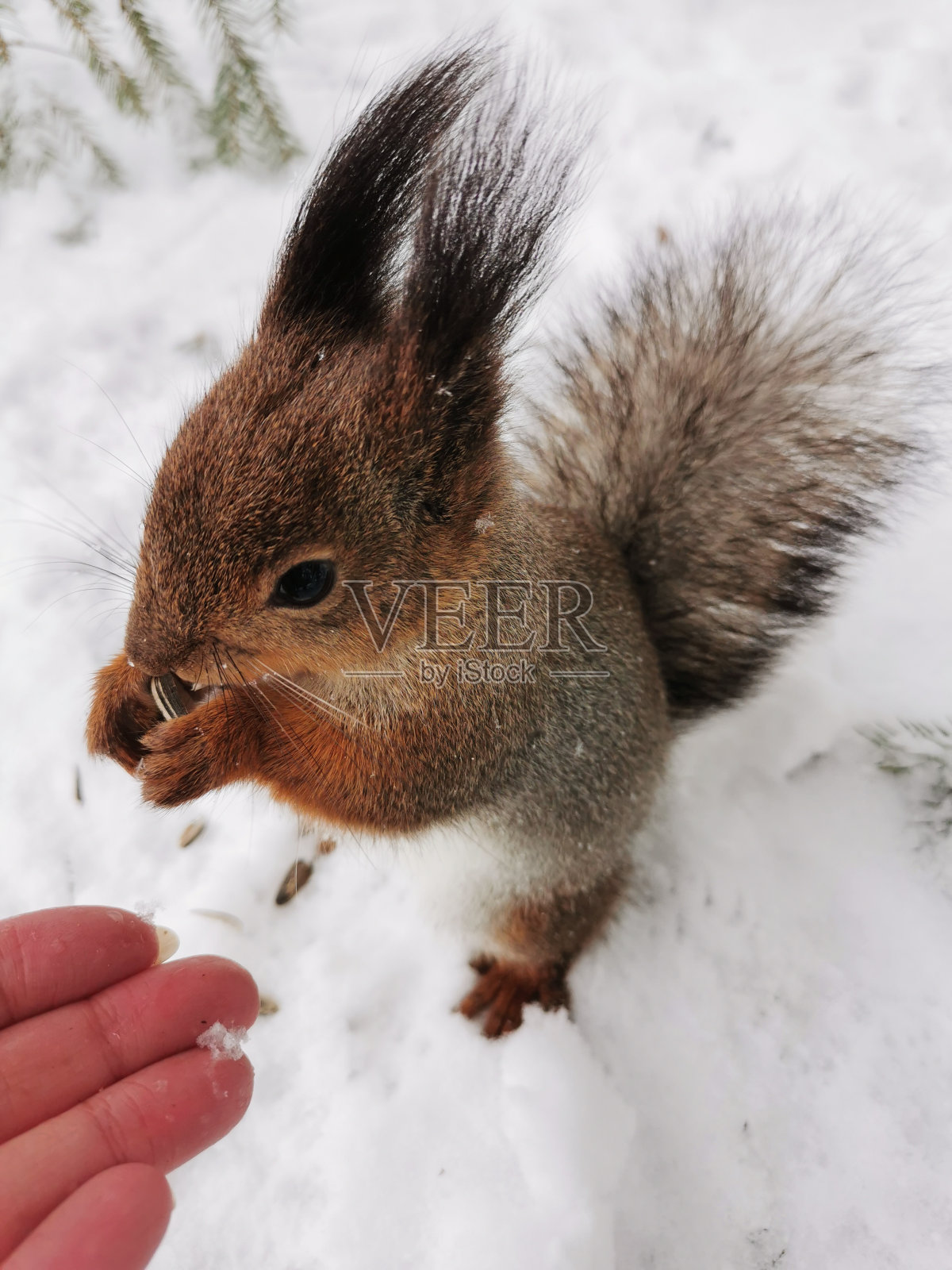 在圣彼得堡Elagin岛的一个公园里，一只腹部红白相间的灰松鼠用后腿站在雪地上吃葵花籽。照片摄影图片