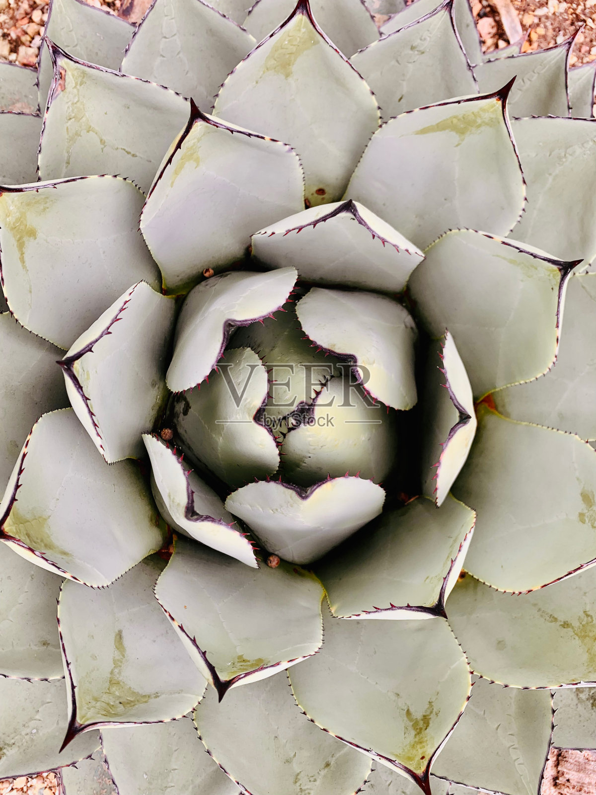 多汁的背景照片摄影图片