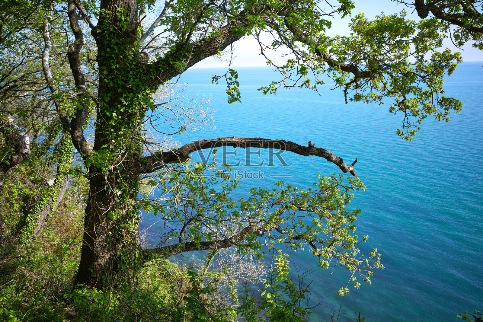 山坡上的树干上有蓝色的海水照片摄影图片