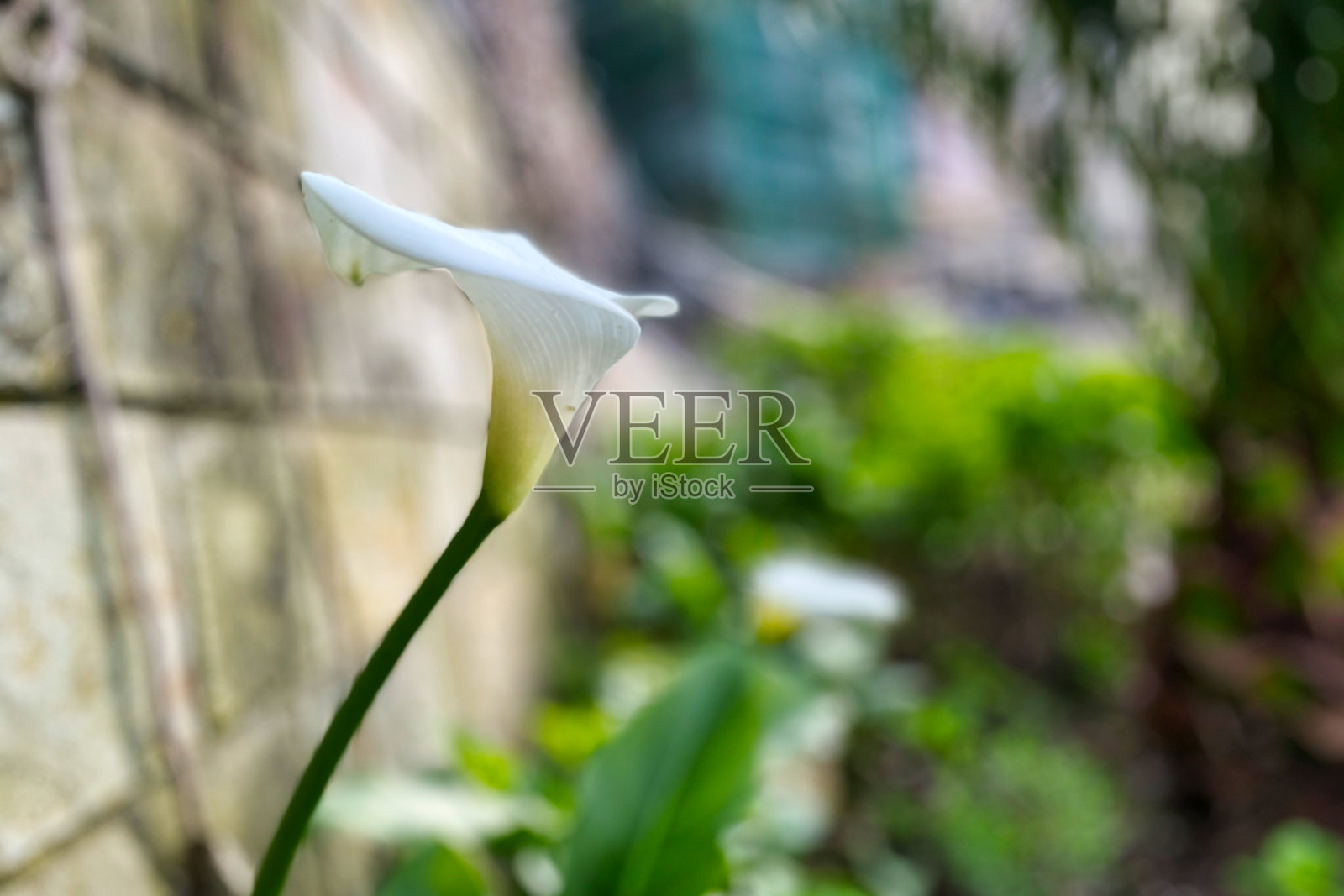 城市草坪上的马蹄莲花照片摄影图片