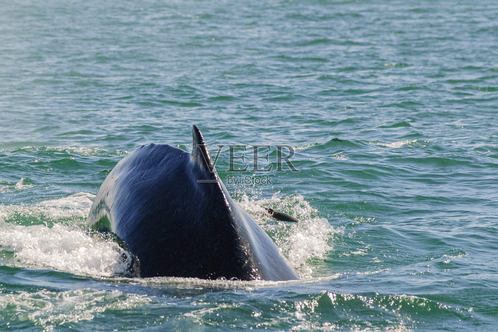 座头鲸潜入船下的特写照片摄影图片