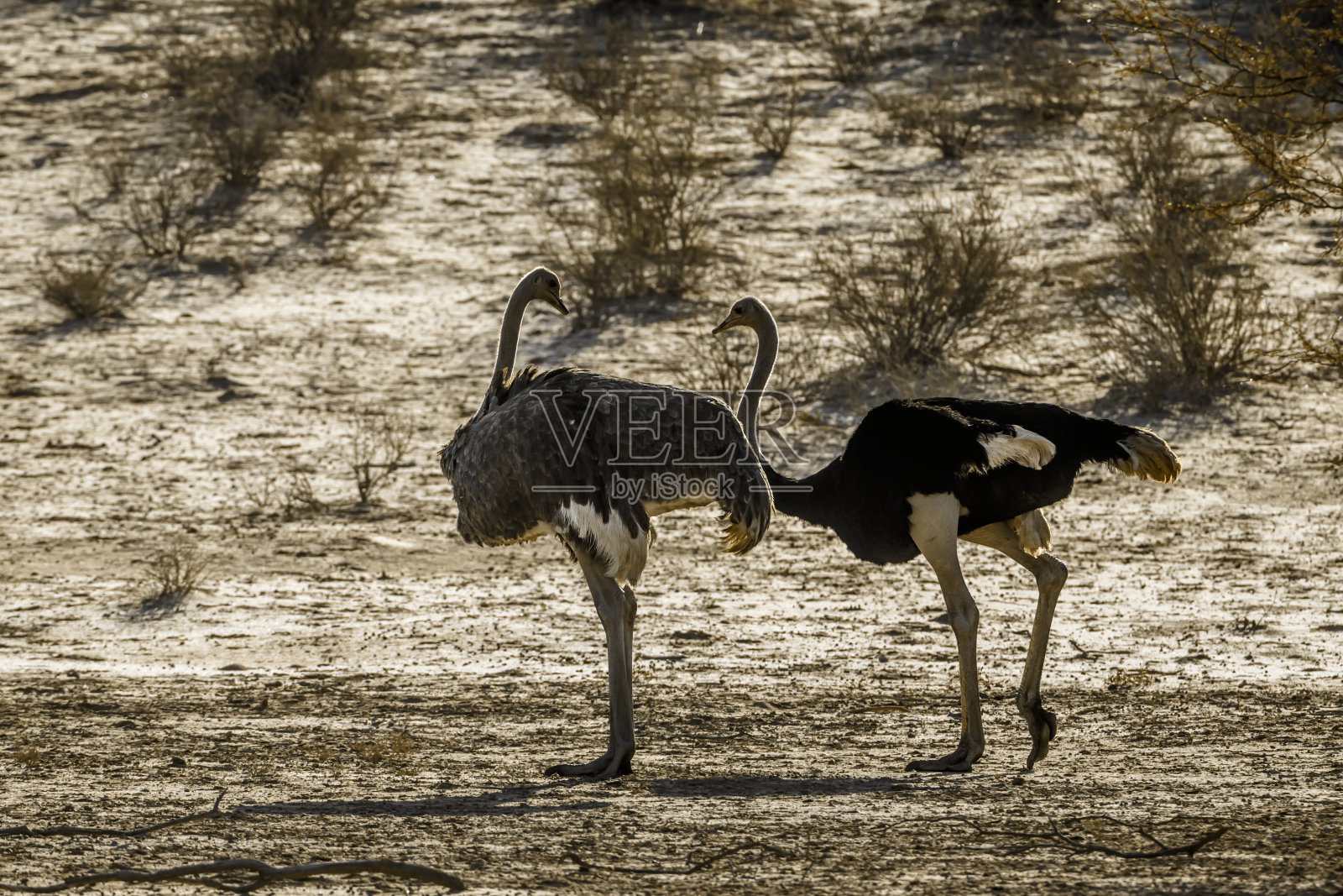 非洲鸵鸟在Kgalagadi跨境公园，南非照片摄影图片