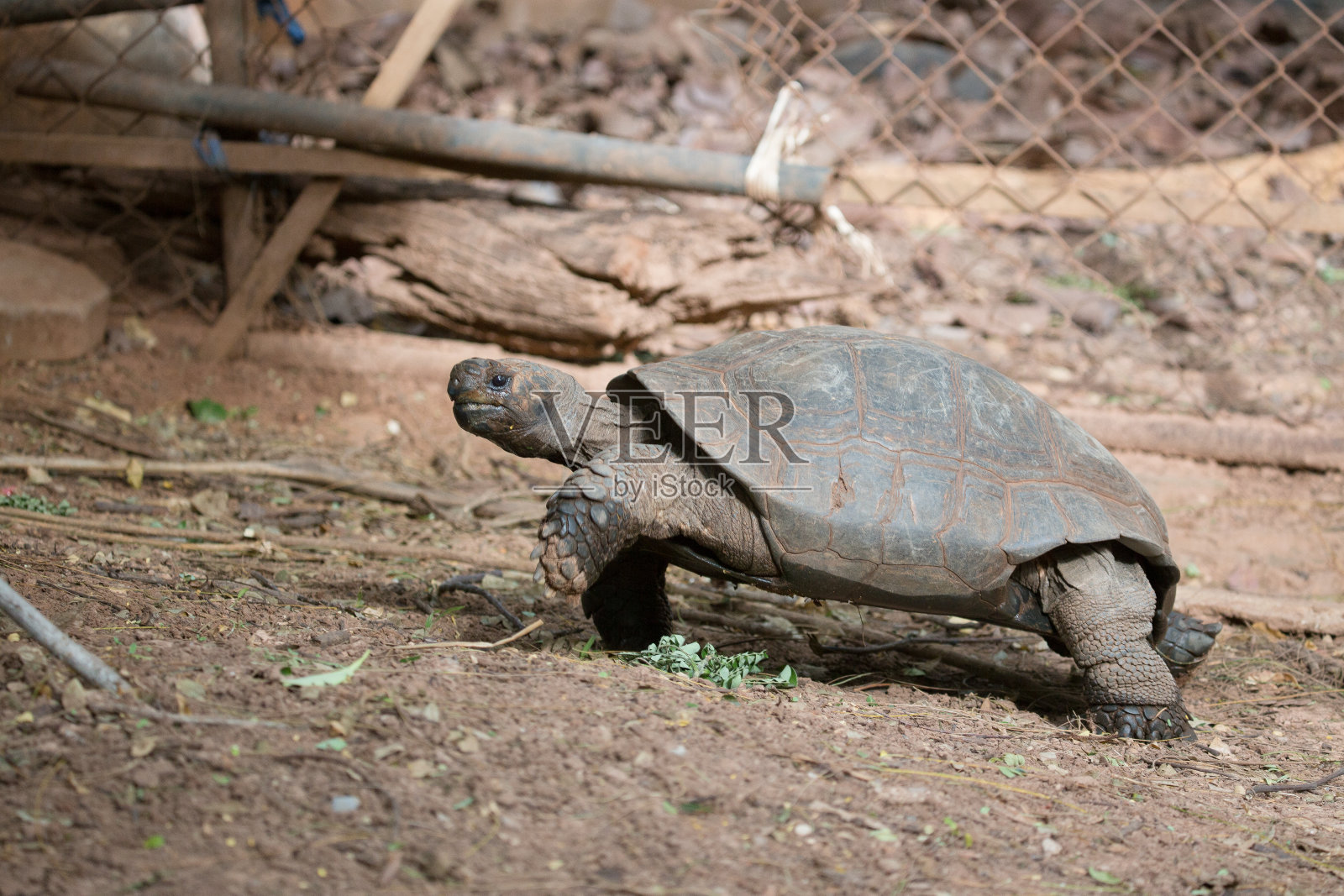 乌龟照片摄影图片