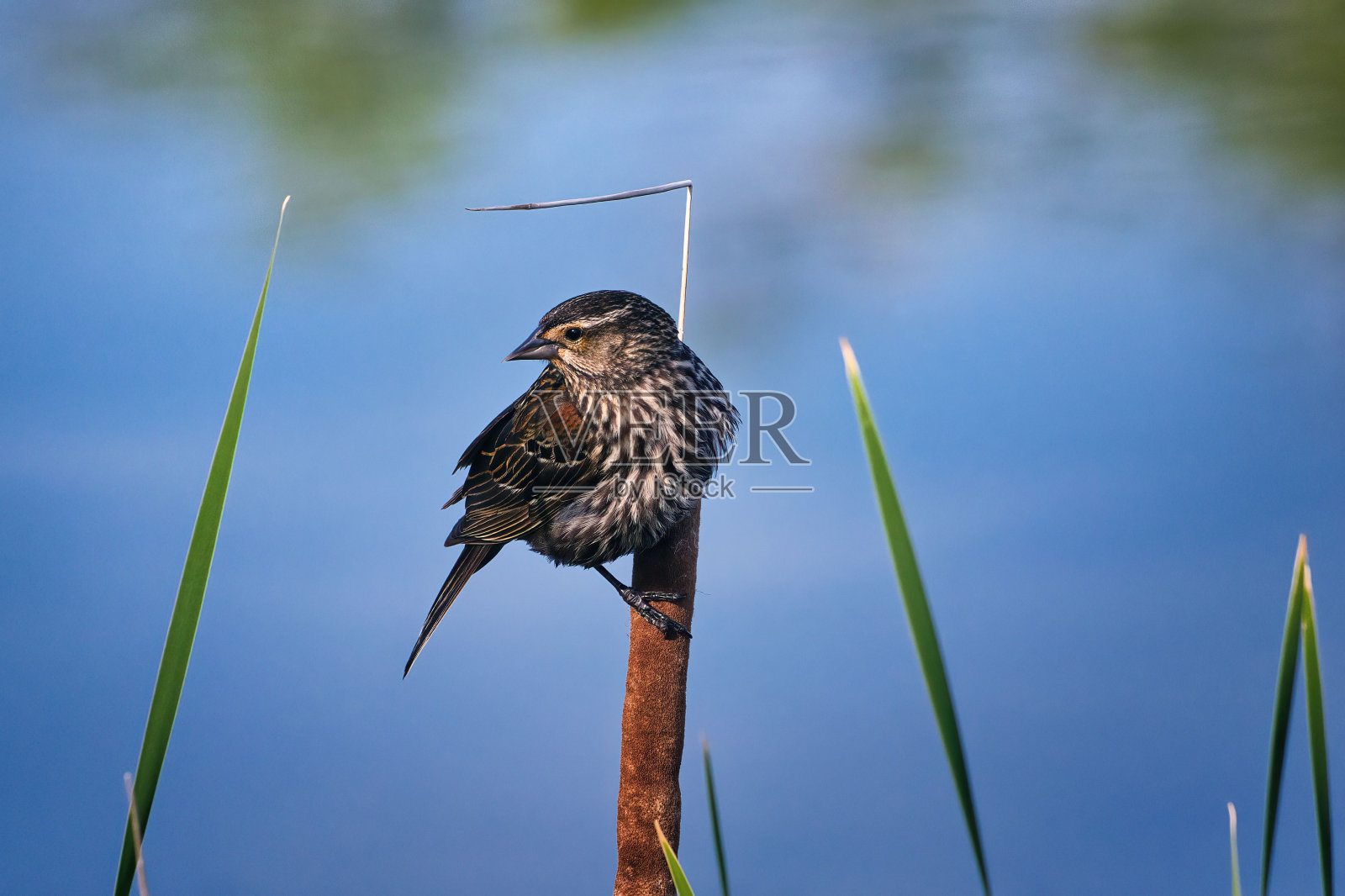 一只红翅鸟的特写，栖息在生锈的金属柱子上照片摄影图片