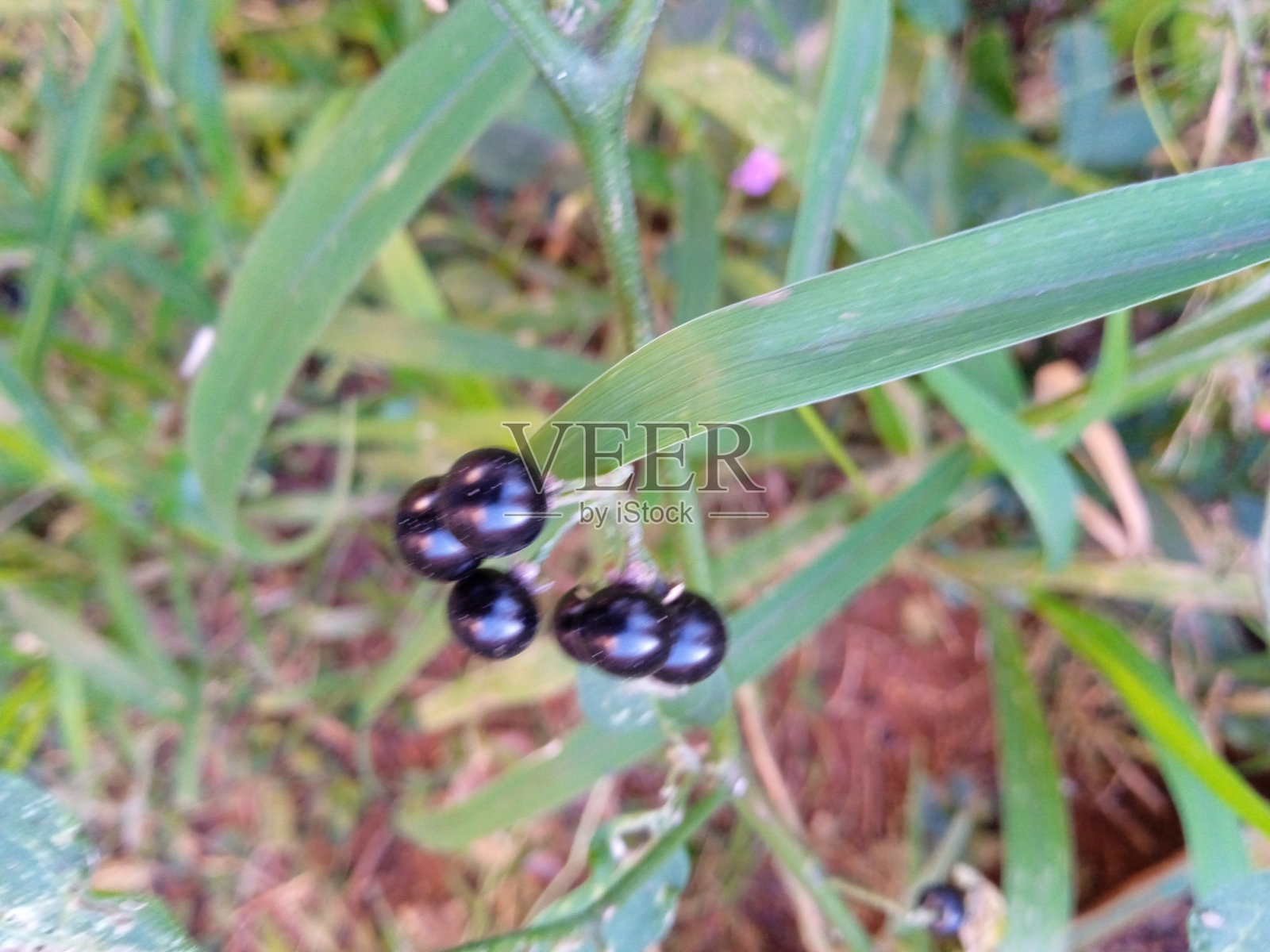 黑色的小水果照片摄影图片