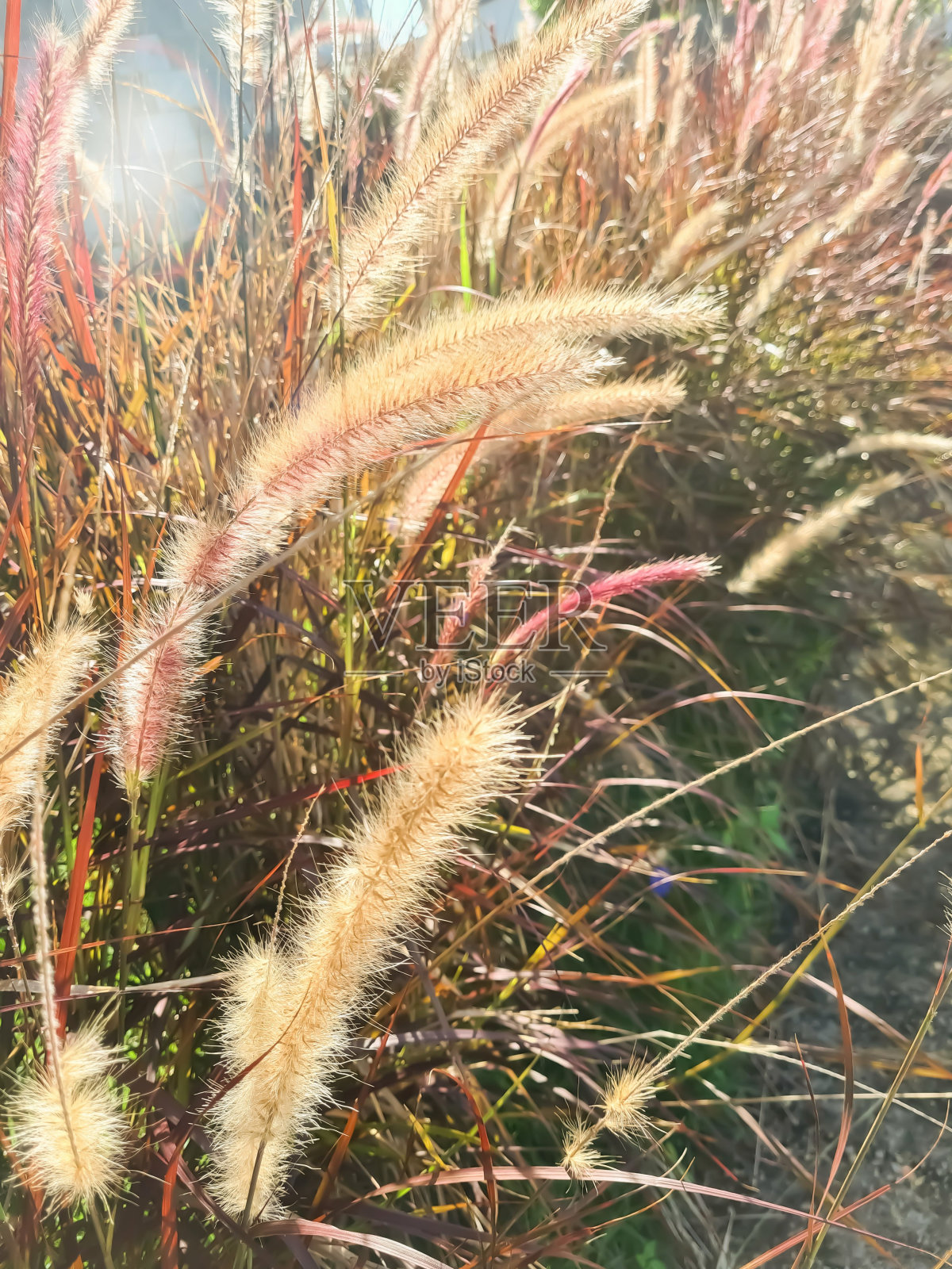 晨光照片摄影图片