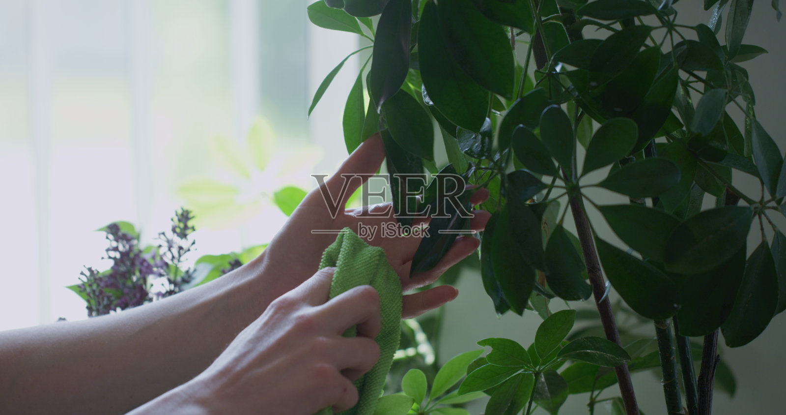 一个女人的手把水洒在花盆的叶子上。照片摄影图片