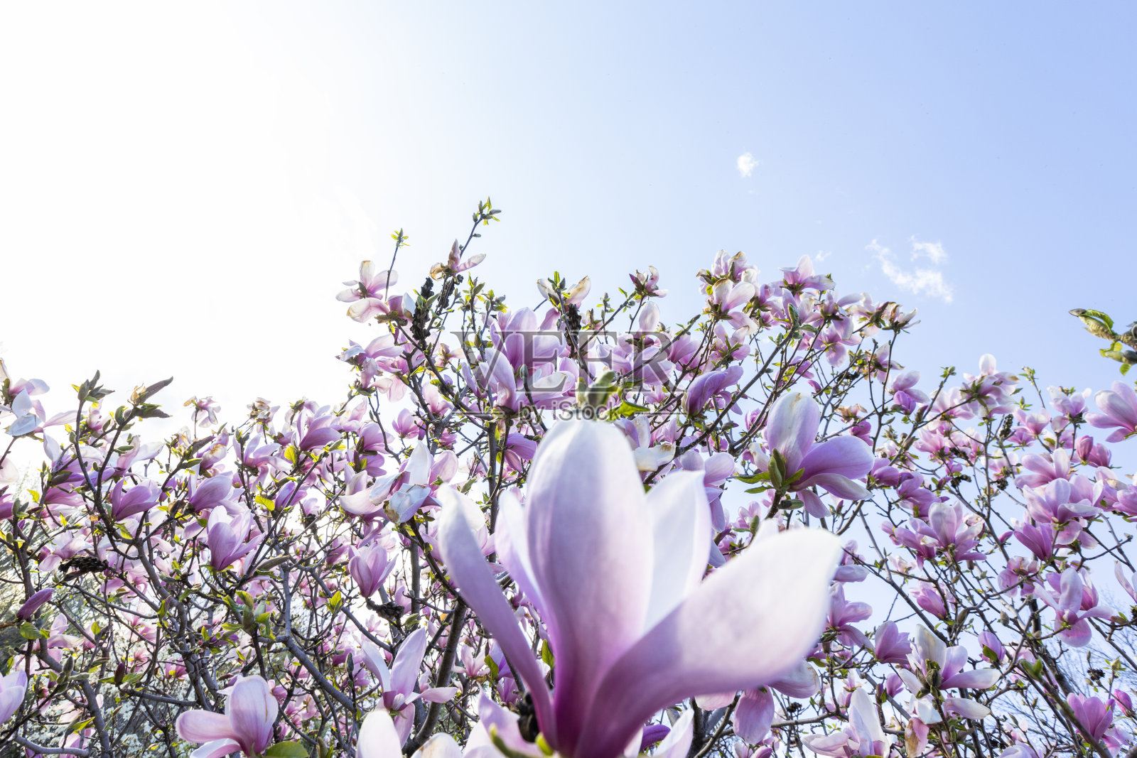 白玉兰照片摄影图片