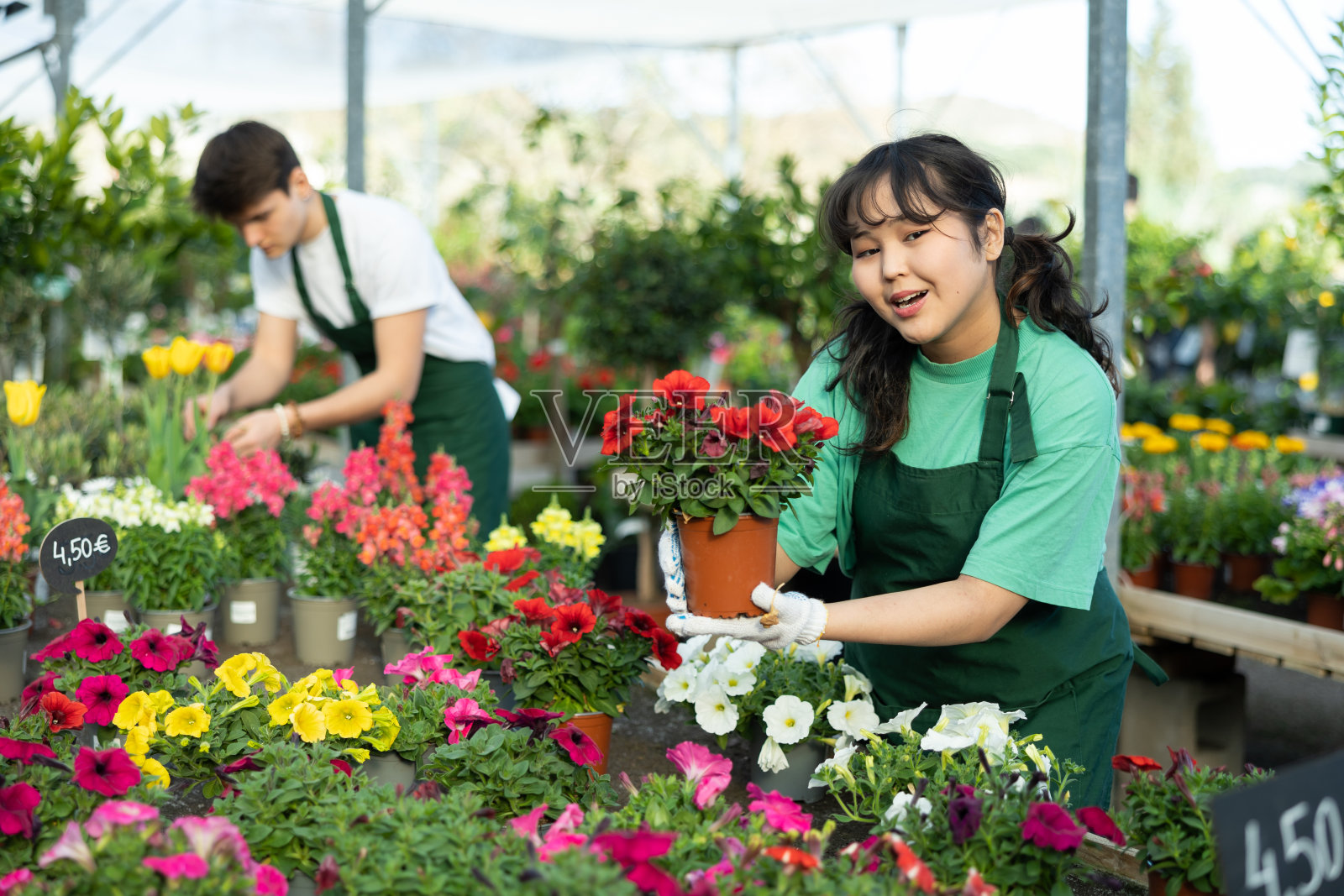 职业女园丁穿着温室制服，为市场整理盆花照片摄影图片