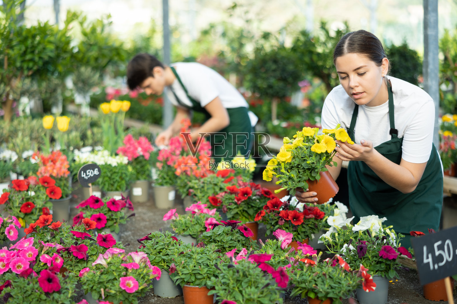 熟练的年轻女子，植物学家，在温室里拿着花盆和佩妮一起检查花瓣照片摄影图片