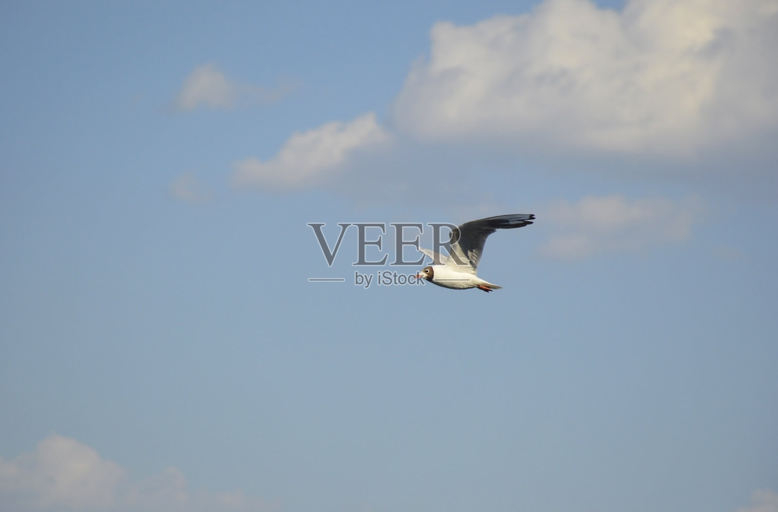 一只白色羽毛的海鸥在大海的蓝天上翱翔照片摄影图片