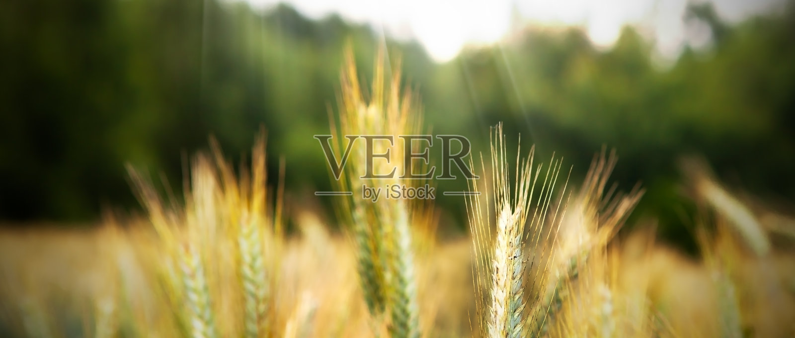 夏日里一片成熟的黑麦。照片摄影图片