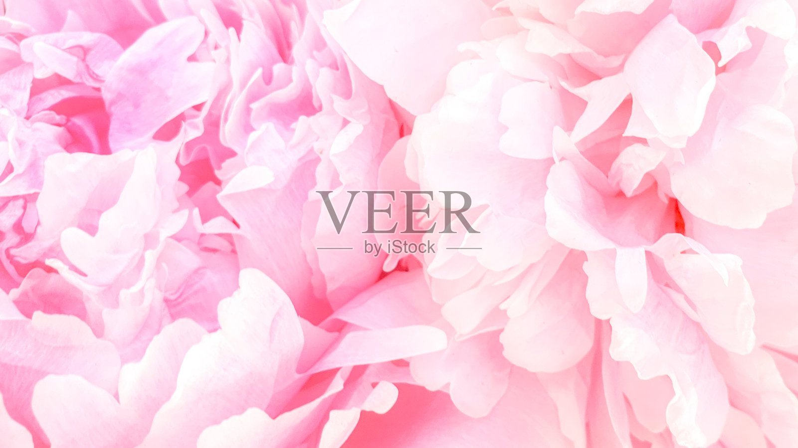 美丽的粉色玫瑰花瓣照片摄影图片