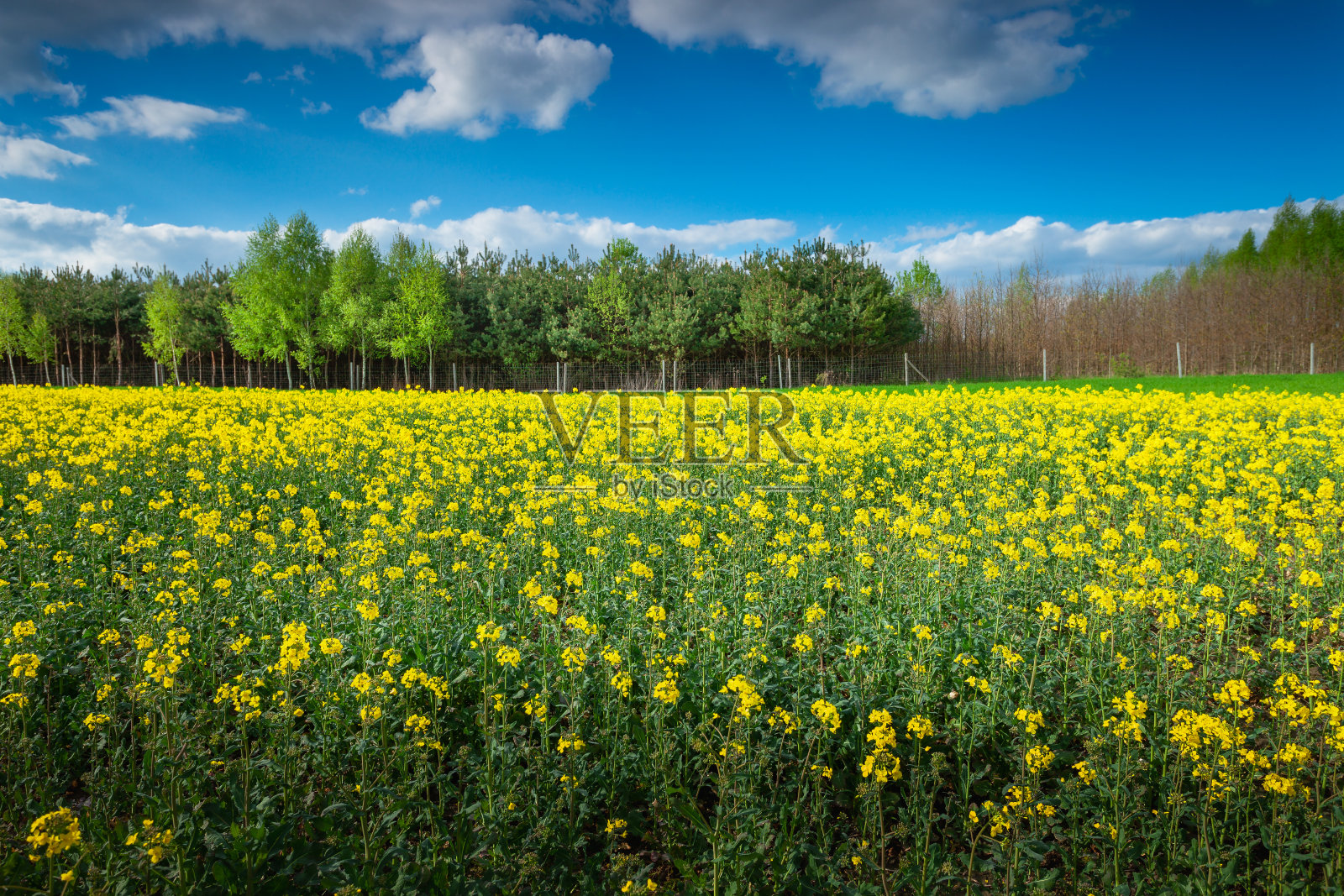 波兰东部地平线上的油菜地和树木照片摄影图片